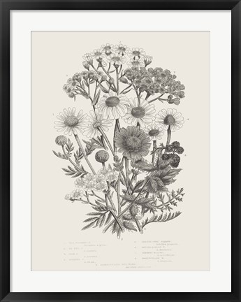 Framed Flowering Plants V Neutral Print