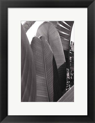 Framed Palm Detail IV BW Print