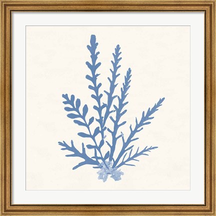 Framed Pacific Sea Mosses III Light Blue Print