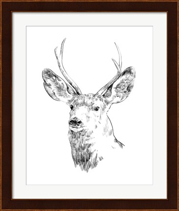 Framed Young Buck Sketch IV Print