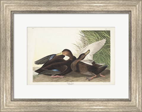 Framed Pl 302 Dusky Duck Print