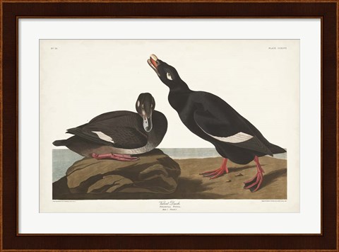 Framed Pl 247 Velvet Duck Print