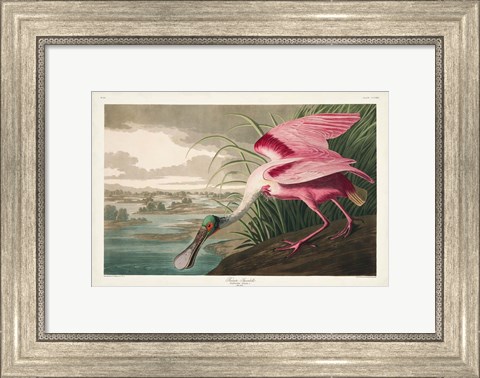 Framed Pl 321 Roseate Spoonbill Print