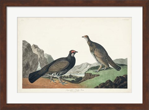 Framed Pl 361 Long-tailed or Dusky Grouse Print