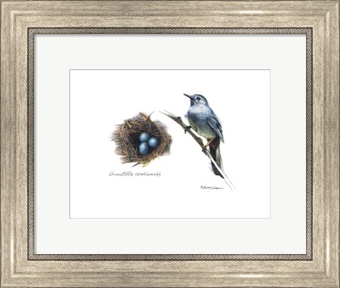 Framed Bird &amp; Nest Study II Print