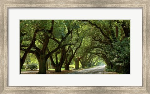 Framed Canopy Road Panorama II Print