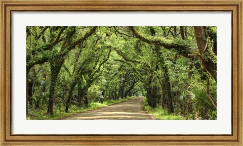 Framed Canopy Road Panorama III Print