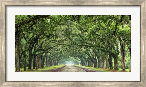Framed Canopy Road Panorama VI Print