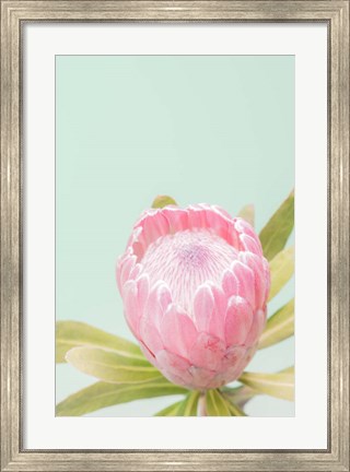 Framed Sun Drenched Blossom II Print