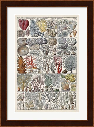 Framed Coral Chart Print