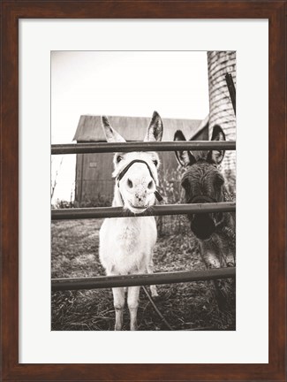Framed Donkeys Print
