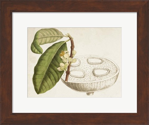 Framed Tropical Foliage &amp; Fruit VII Print