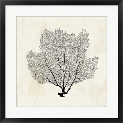 Framed Sea Fan Sketch I Print