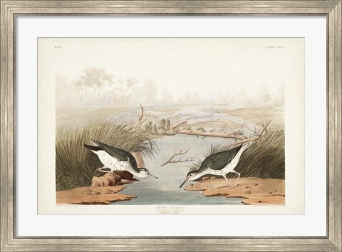 Framed Pl. 310 Spotted Sandpiper Print