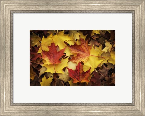 Framed Maples Leaves In Autumn Print