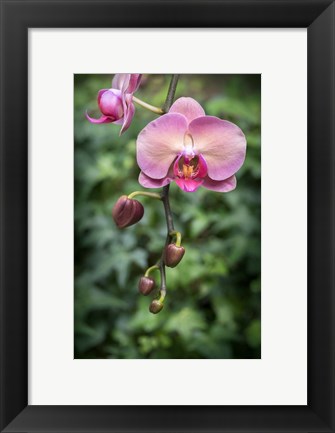 Framed Pink Orchid Print