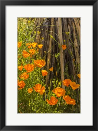 Framed Poppies In Bloom Print