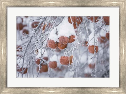 Framed Orchard in Winter Print