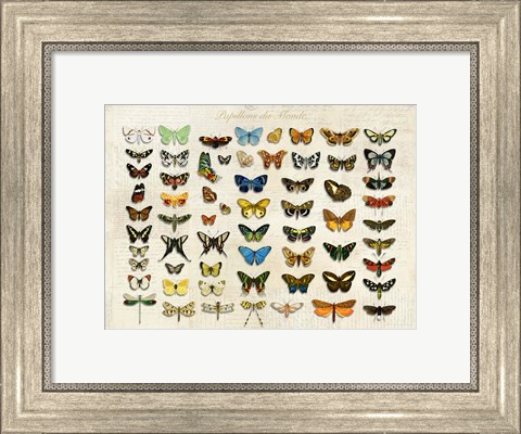 Framed Papillons du Monde, After D&#39;Orbigny Print