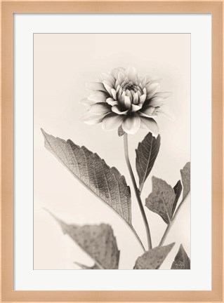 Framed White Dahlia II Print