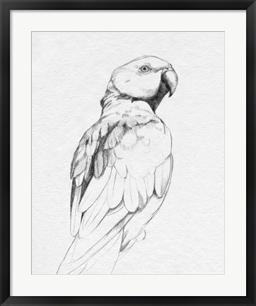 Framed Parrot Portrait II Print