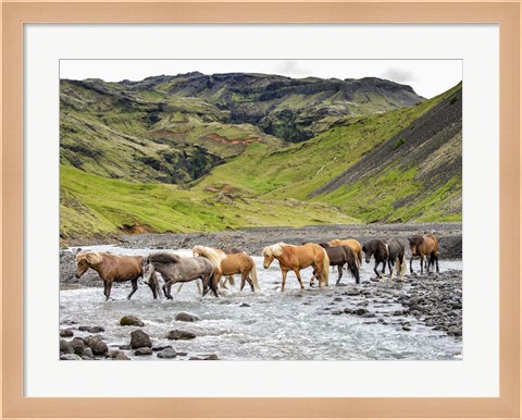 Framed Collection of Horses II Print