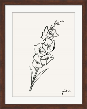 Framed Gladiola Sketch II Print