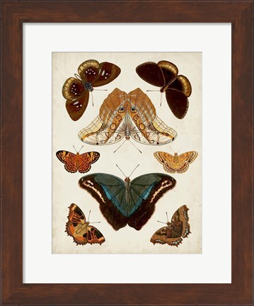 Framed Butterflies Displayed II Print
