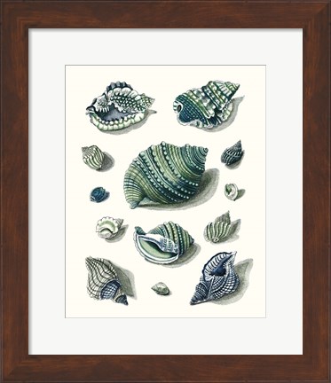 Framed Celadon Shells II Print