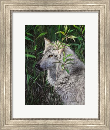 Framed One Wet Wolf Print