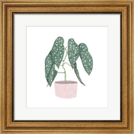 Framed Polka Dot Begonia III Print