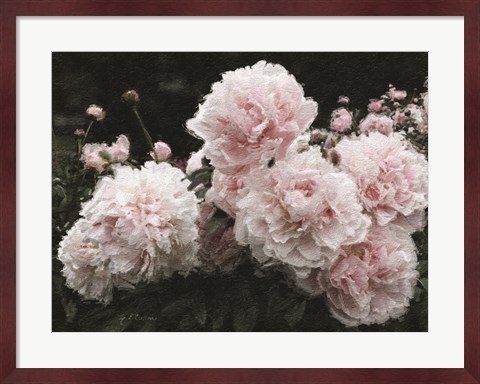 Framed Peony Poetry I Print