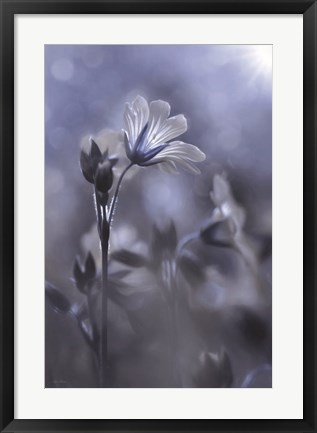 Framed Blue &amp; White Flowers I Print