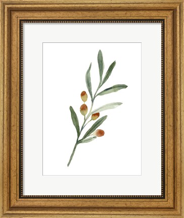 Framed Sweet Olive Branch IV Print