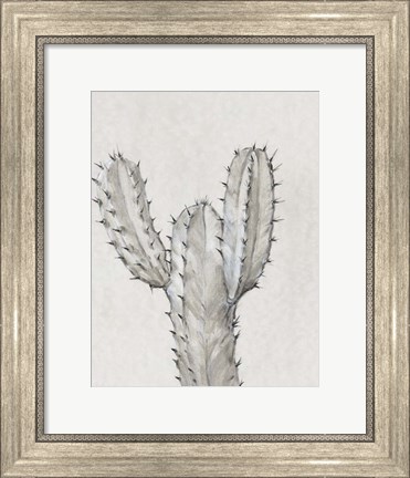 Framed Cactus Study II Print