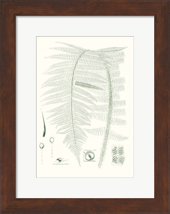 Framed Verdure Ferns IX Print