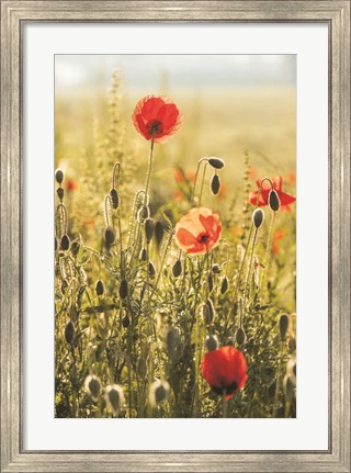 Framed Poppy Field II Print