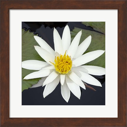 Framed Water Lily Flowers V Print