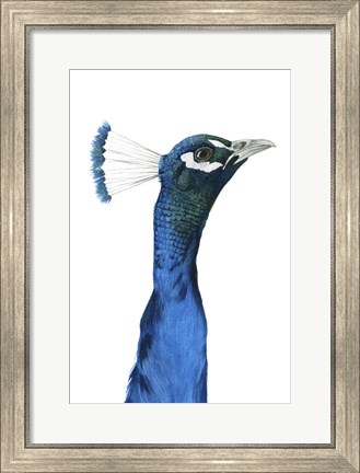 Framed Peacock Portrait I Print