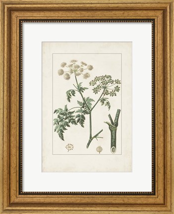 Framed Antique Turpin Botanical IX Print
