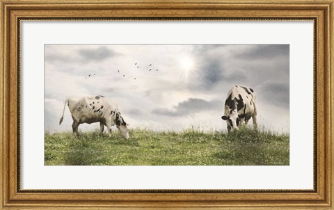 Framed Grazing Dairy Cattle Print