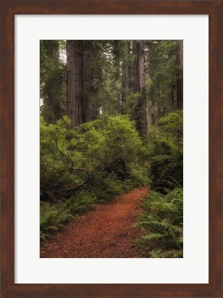 Framed Forest Path III Print