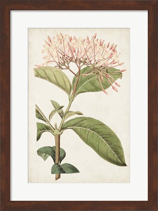Framed Antique Botanical Collection VI Print