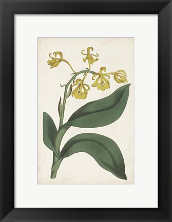Framed Antique Botanical Collection X Print