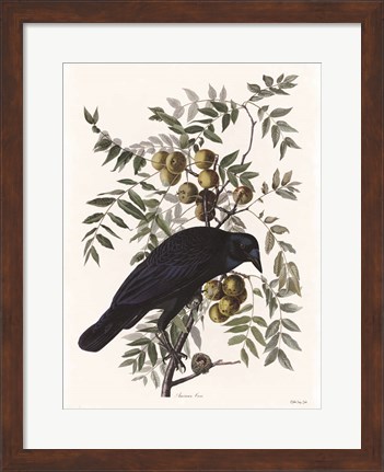 Framed Vintage Crow 1 Print
