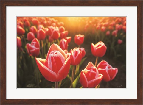 Framed Tulips at Sunrise Print