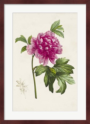 Framed Pretty Pink Botanicals I Print