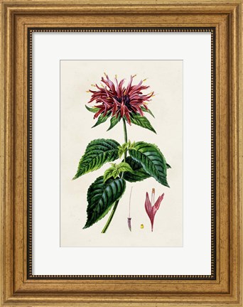 Framed Antique Floral Folio I Print