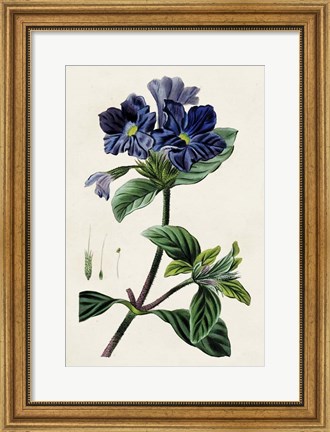 Framed Antique Floral Folio IV Print