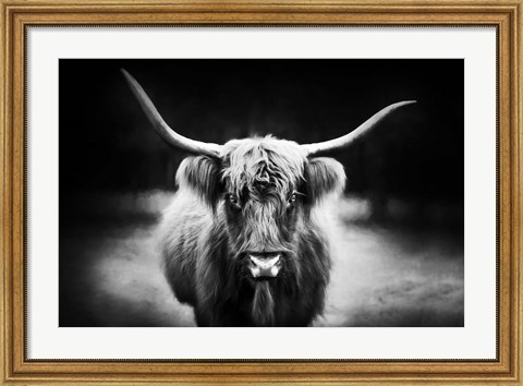 Framed Photography Study Highland Cattle Print